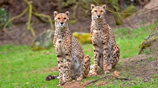 Gepard (14).jpg
